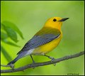 _0SB9646 prothonotary warbler